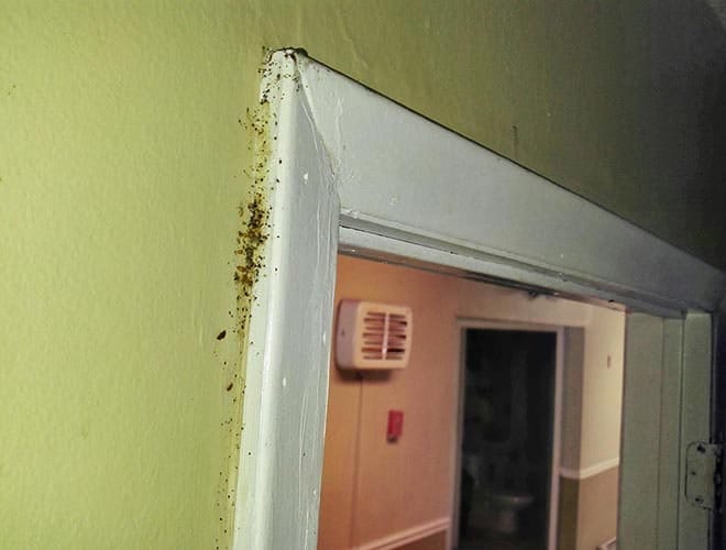 Клопы в квартире могут жить на внутренней отделке помещения