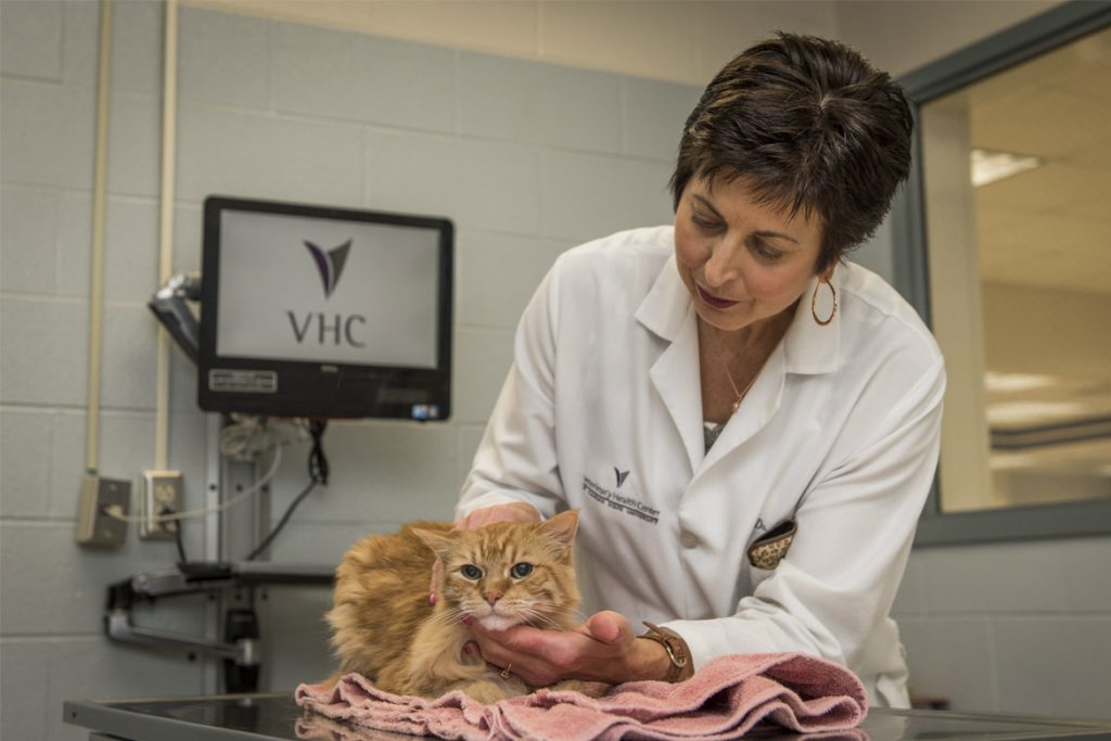 Кот съел таракана ветеринар