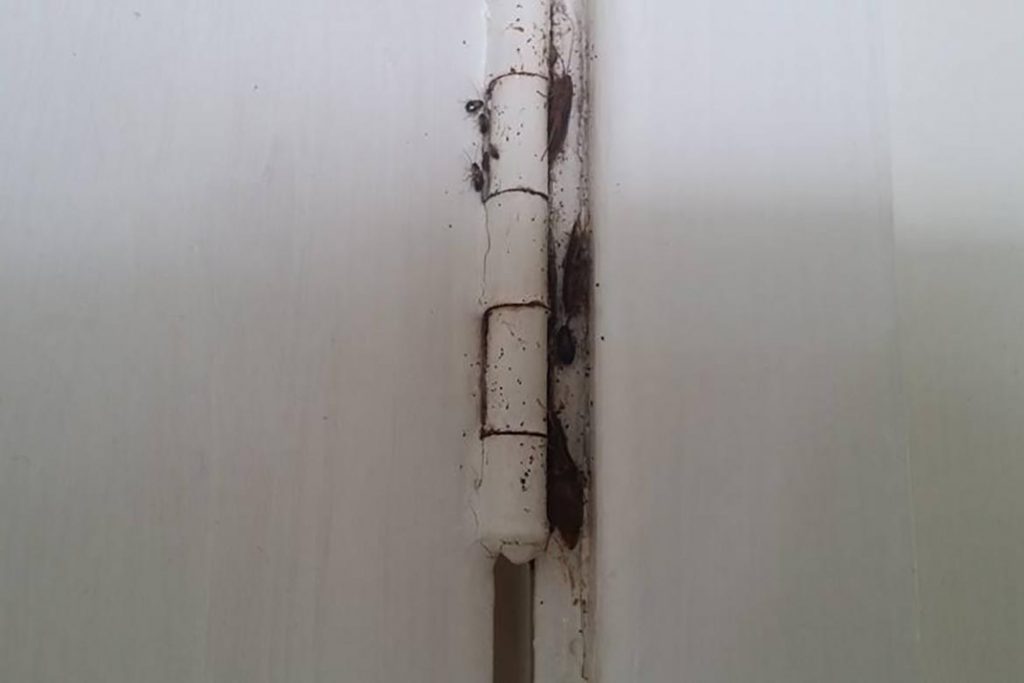 Как избавиться от тараканов в общежитии масштабы заражения помещения, важность профессиональной дезинсекции и профилактики заражения каждой комнаты, щели