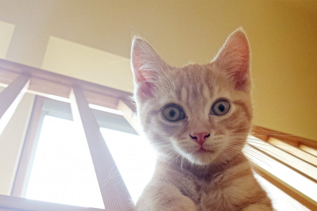 Кот съел таракана что будет