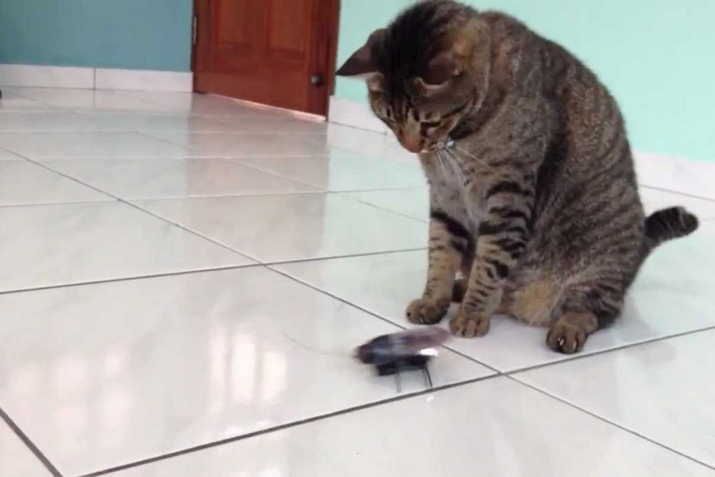 Кот съел таракана охота