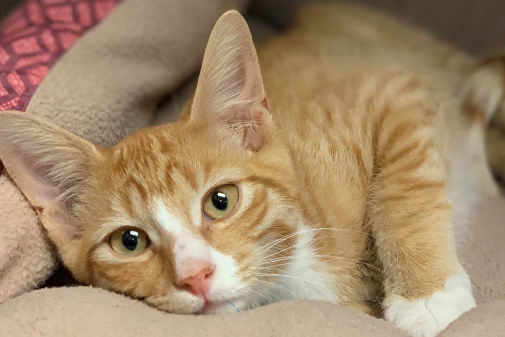 Кот съел таракана что делать