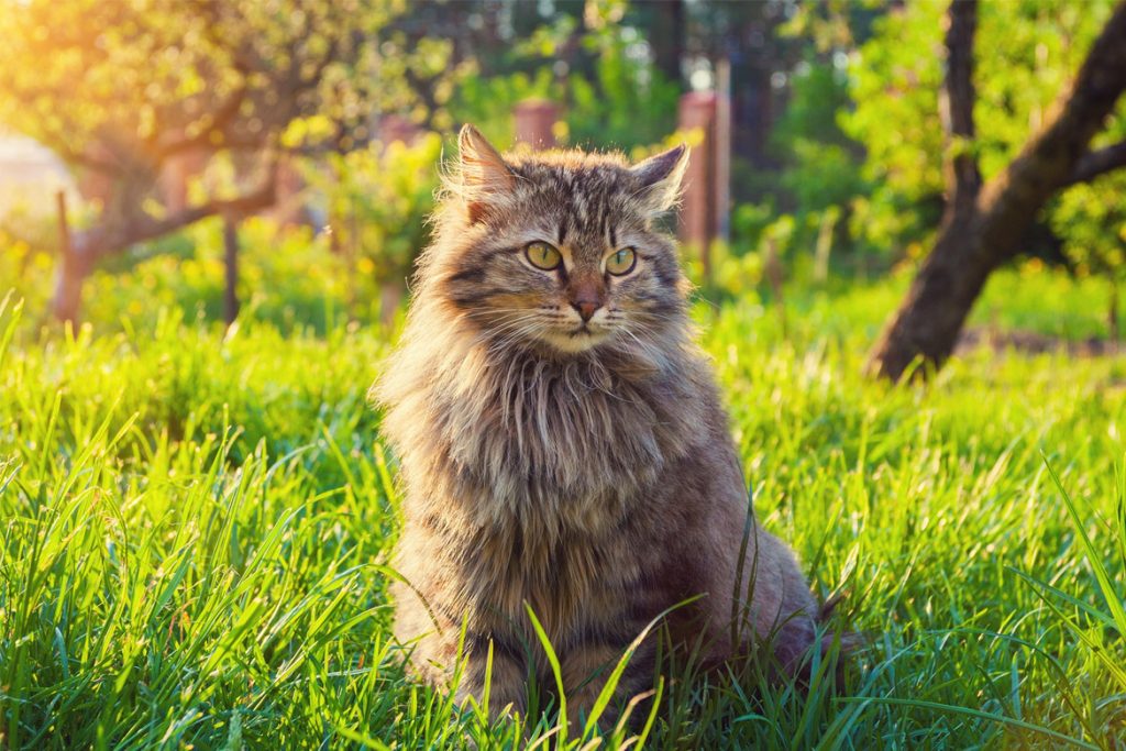 Кот съел таракана кот