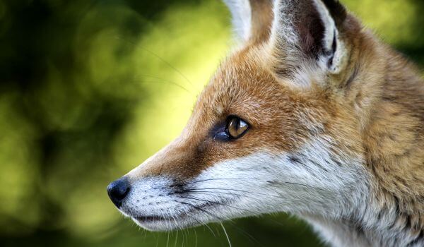 Фото: Лисица рыжая обыкновенная