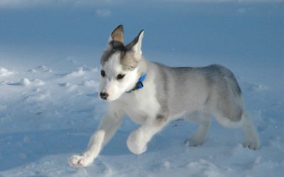 Щенок в снегу