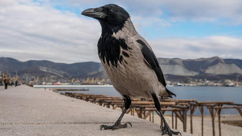 Ворона серая