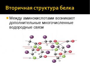 Вторичная структура белка Между аминокислотами возникают дополнительные многочис