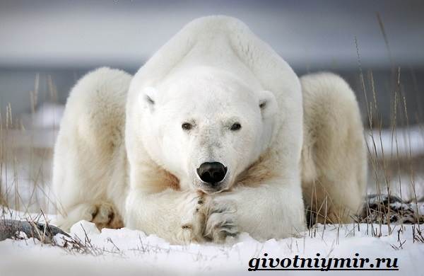 belyj-medved-obraz-zhizni-i-sreda-obitaniya-belyx-medvedej-4.jpg