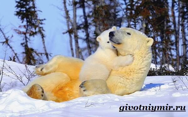 belyj-medved-obraz-zhizni-i-sreda-obitaniya-belyx-medvedej-3.jpg