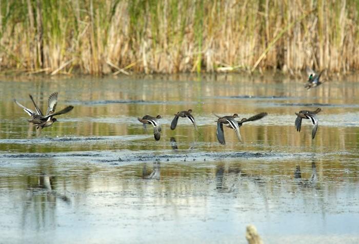 Утиная стая над водой