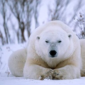 Как охотятся белые медведи