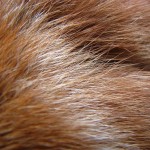 Беличий ворс