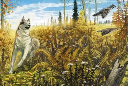 охота на рябчика с собакой