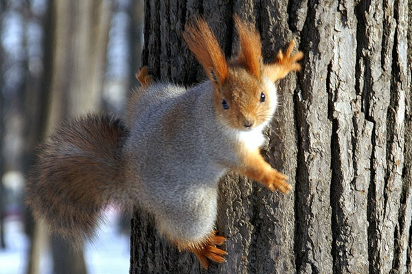 Охота, охота на пушного зверя, охота на белку, охота на белку с лайкой, как охотиться на белку, охота на белку зимой