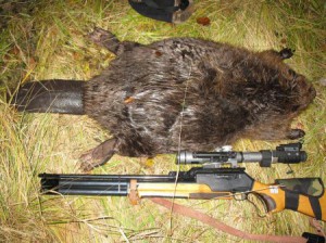 Оружие на бобра