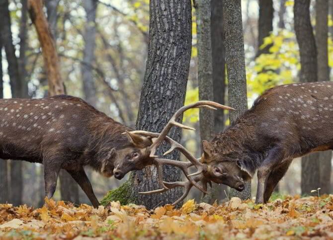 Поединки оленей