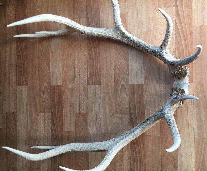 Рога изюбря