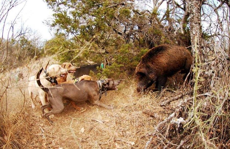 Работа собак по кабану