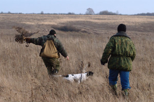 Охота с ястребом