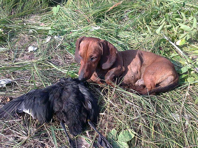 Охота с таксами Фото