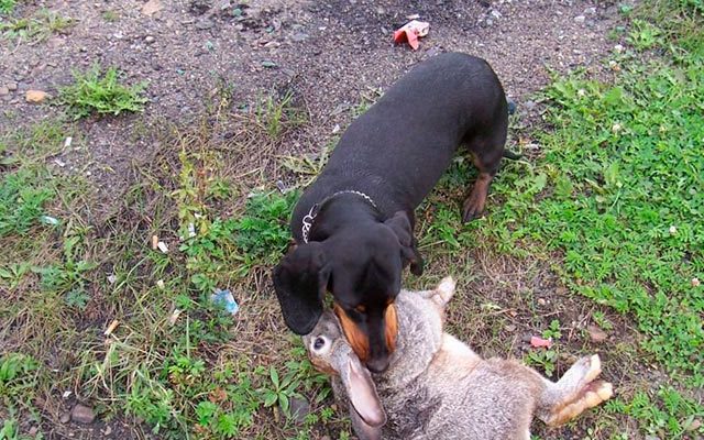 Охотничья собака такса Фото