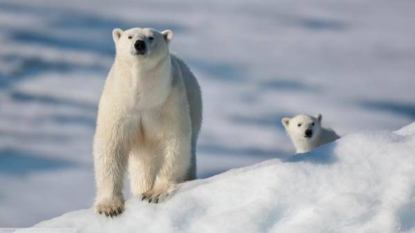 Почему-белый-медведь-не-ест-пингвинов-7