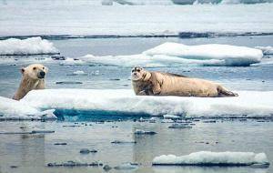 Белый Медведь на охоте