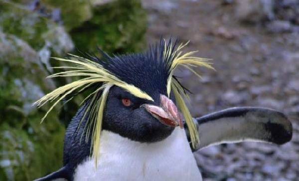 Почему-белый-медведь-не-ест-пингвинов-8