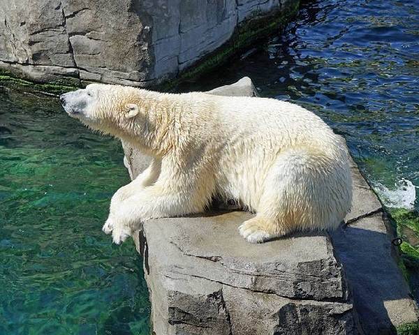 Почему-белый-медведь-не-ест-пингвинов-6