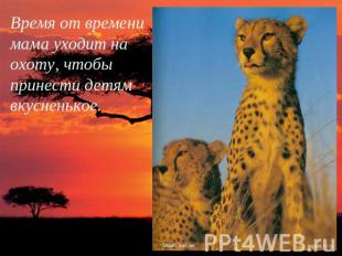 Время от времени мама уходит на охоту, чтобы принести детям вкусненькое.