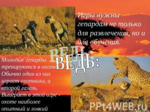 Игры нужны гепардам не только для развлечения, но и для обучения. Молодые гепард
