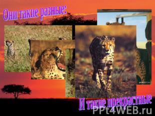 Они такие разные:И такие прекрастные