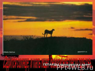 Садится солнце, и мать ищет безопасное место для сна.