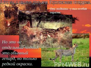 А это мы, с нашими друзьями, Королевскими гепардами. Но это не отдельный подвид,