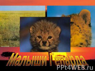 Малыши Гепарда
