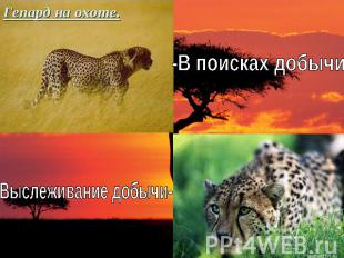 Гепард на охоте.-В поисках добычиВыслеживание добычи-