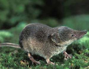 Описание землероек