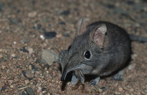 Какая польза от зверька