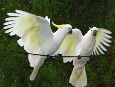 Географический Диктант по теме Тихий океан и Океания - для проверки домашнего задания