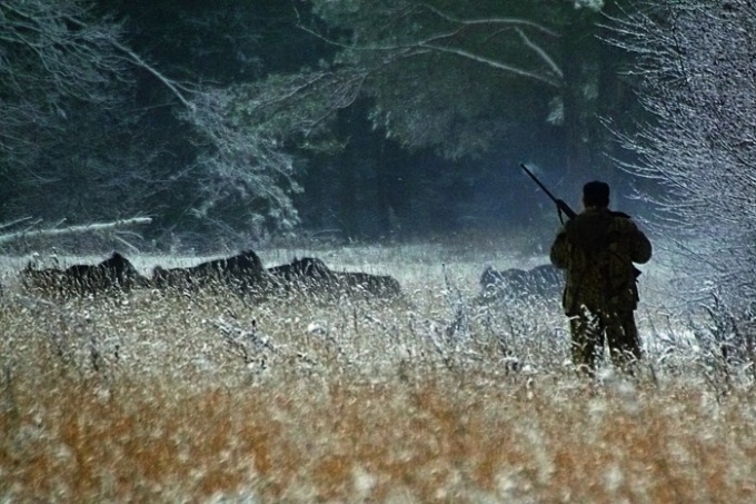 охота на кабана