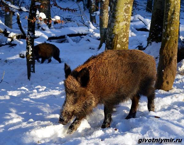 Охота-на-кабана-разными-способами-1