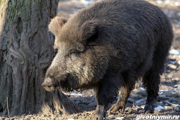 Охота-на-кабана-разными-способами-5