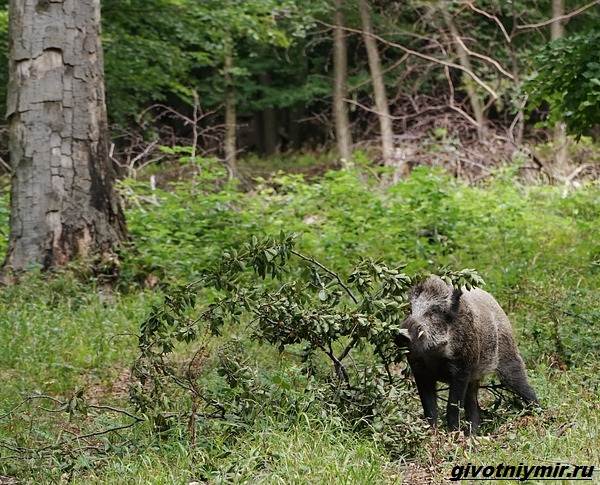 Охота-на-кабана-разными-способами-4