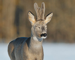 Охота на косулю