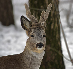 охота на косулю