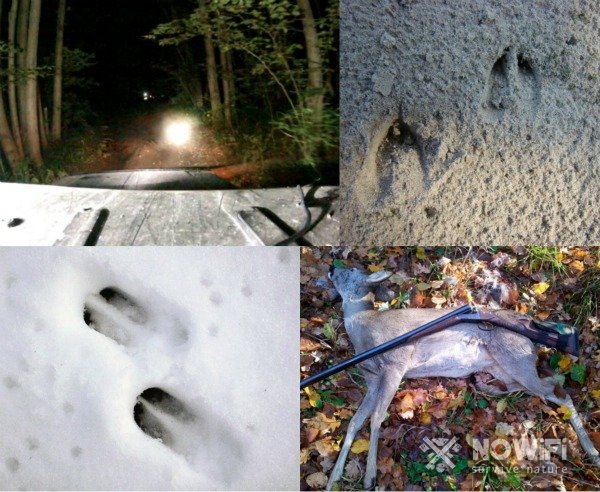 Охота на косулю скрадом