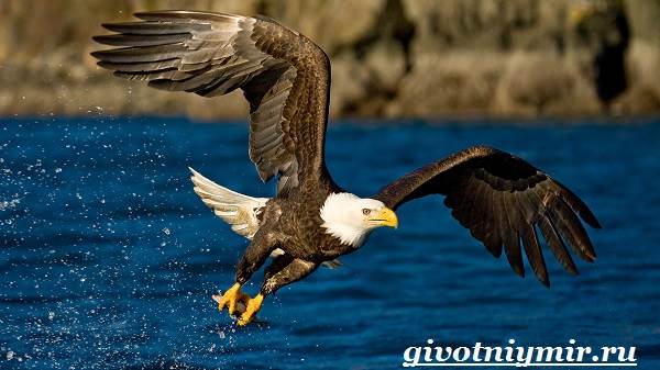 Птица-орел-Образ-жизни-и-среда-обитания-орла-1