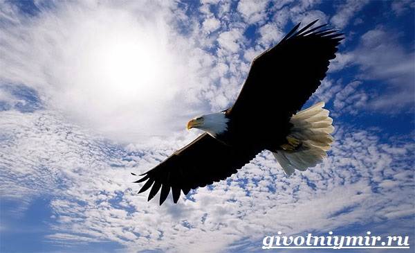 Птица-орел-Образ-жизни-и-среда-обитания-орла-2