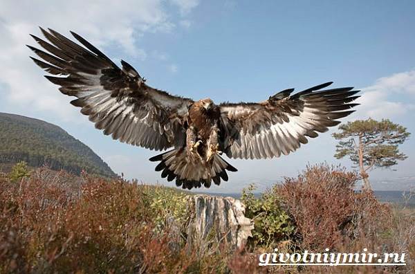 Птица-орел-Образ-жизни-и-среда-обитания-орла-3