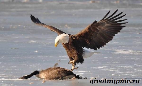 Птица-орел-Образ-жизни-и-среда-обитания-орла-9